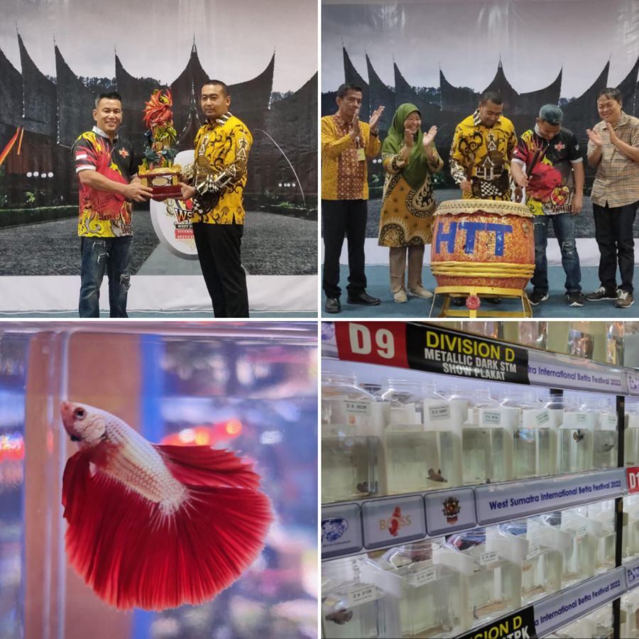 685 Ikan Cupang dari 5 Negara Ikuti West Sumatera Internasional Betta Festival 2022 di Padang