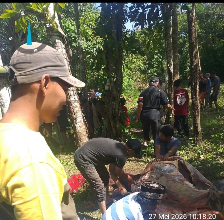 750 Hewan Kurban di Sawahlunto Dipantau Ketat, DKP3 Turunkan 28 Petugas
