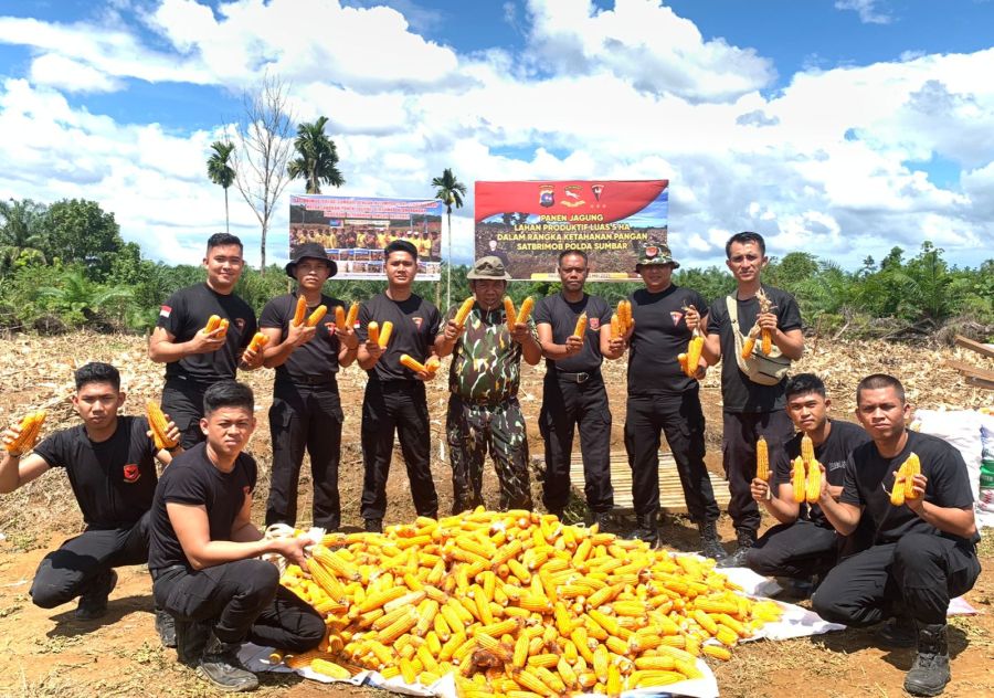 Brimob Polda Sumbar Dukung Swasembada Pangan Lewat Penanaman Jagung Berkelanjutan