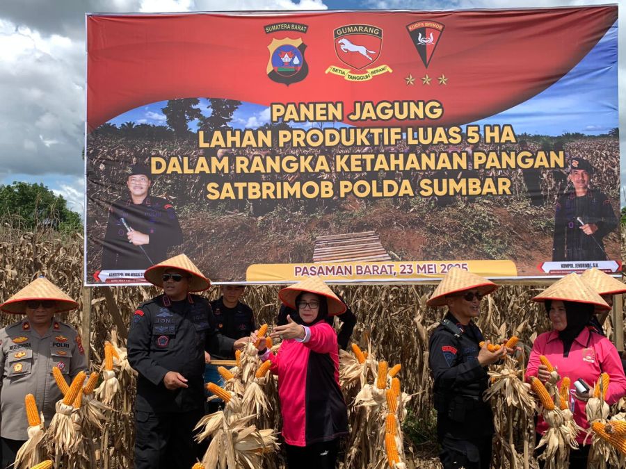 Brimob Polda Sumbar Panen Jagung 5 Hektar, Wujud Nyata Dukung Ketahanan Pangan Nasional