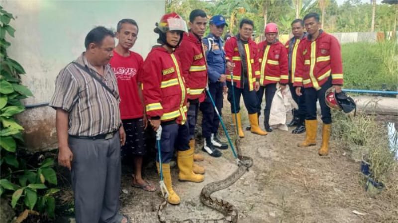 Dalam Sehari, Damkar Padang Evakuasi Dua Ular Piton di Permukiman Warga