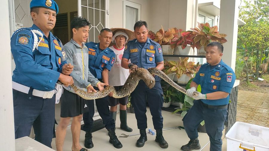 Damkar Padang Evakuasi Ular Piton yang Masuk di Kandang Ayam Warga