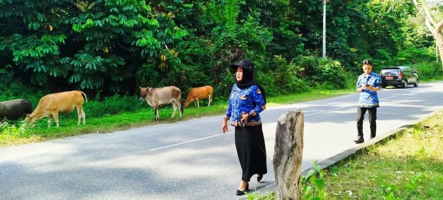 DPK3 Sawahlunto Tertibkan Ternak Liar di Kawasan Kandi, Dukung Citra Kota Wisata