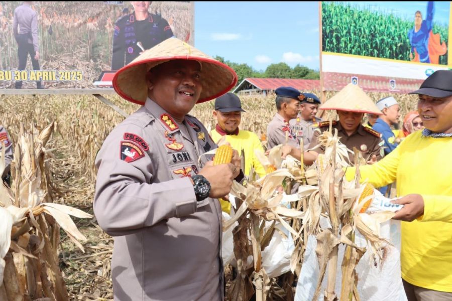 Dukung Ketahanan Pangan, Dansat Brimob Polda Sumbar Pimpin Panen Jagung di Padang Tujuh