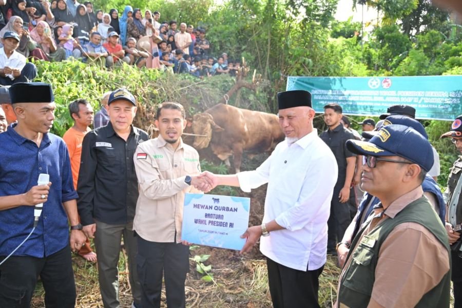 Gubernur Mahyeldi Hadiri Penyembelihan Sapi Qurban Bantuan Wakil Presiden RI di Limapuluh Kota