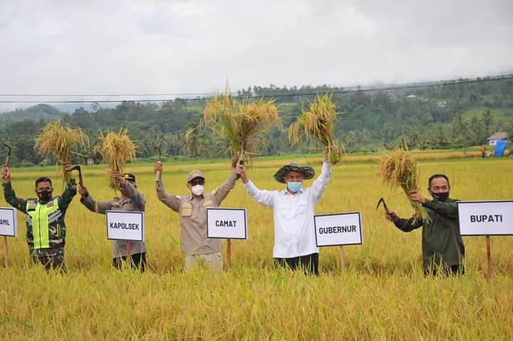 Gubernur Mahyeldi Lakukan Panen Raya, Solok Salah Satu Lumbung Beras Nasional