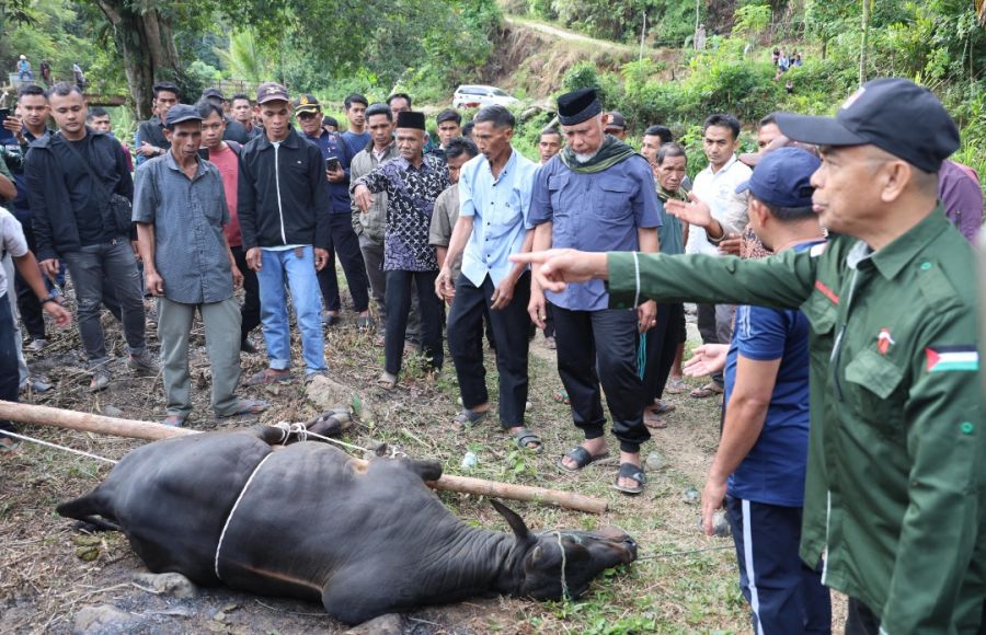 Gubernur Mahyeldi Serahkan Sapi Qurban untuk Masyarakat Kabupaten Solok