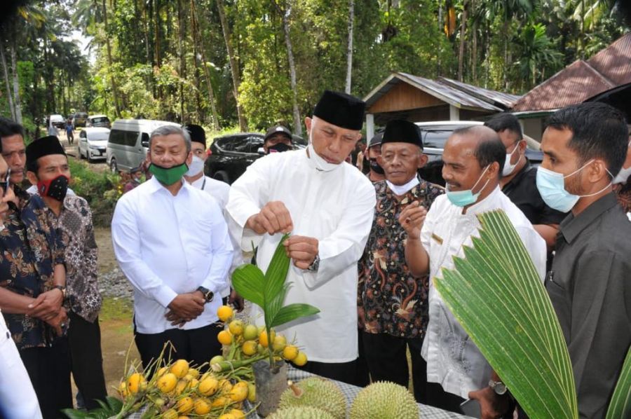 Gubernur Sumbar Serukan Masyarakat Tanam Kelapa