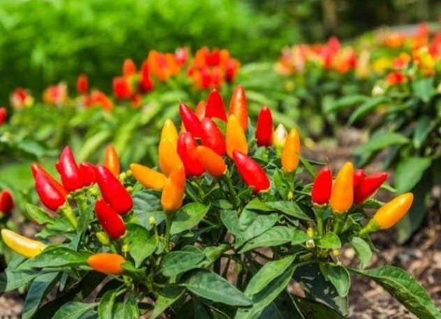 Harga Cabe di Pasar Alami Fluktuasi