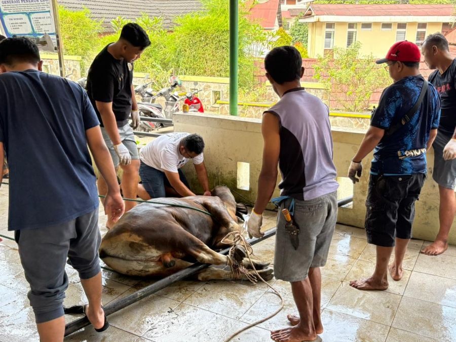 Hari Raya Idul Adha LDII Kota Sawahlunto Potong 7 Ekor Sapi dan 3 Ekor Kambing