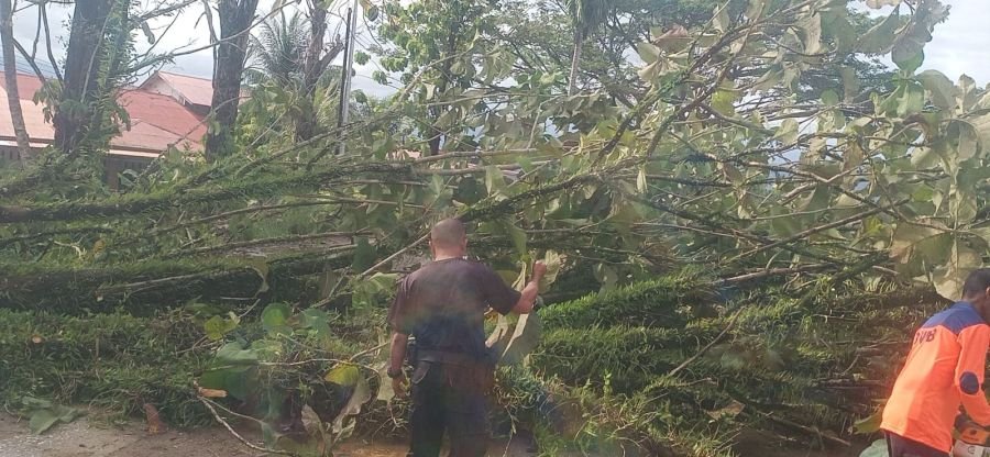 Hujan Disertai Angin Kencang Robohkan Dua Pohon di Nanggalo, Rumah Warga Rusak & Jalan Sempat Lumpuh