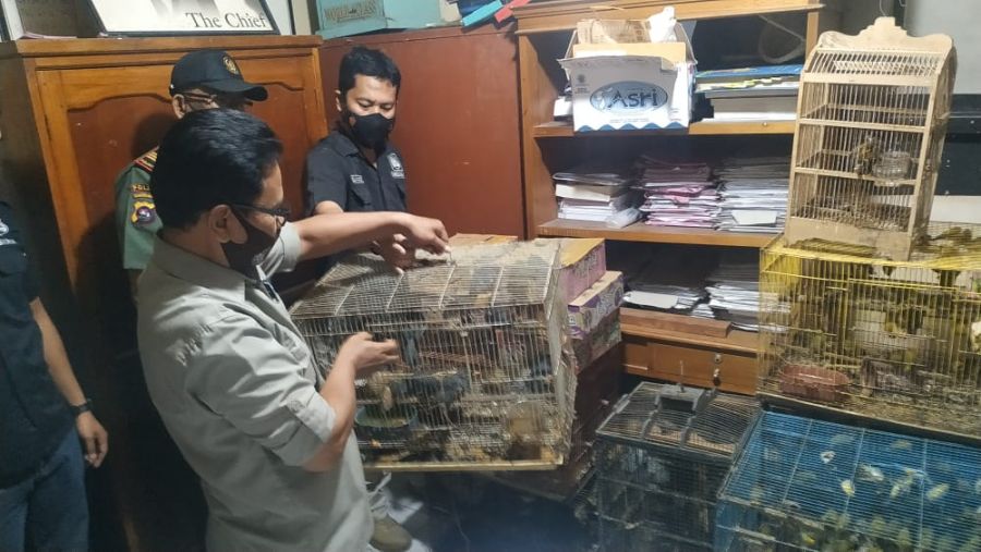 Jual Belikan Satwa Dilindungi, Satreskrim Polres Bukittinggi Amankan Pelaku