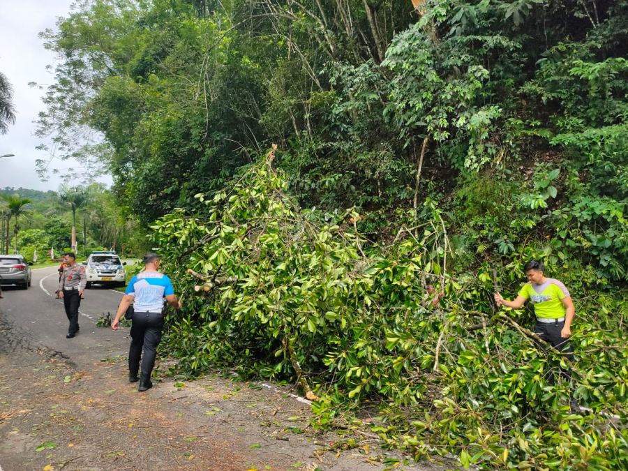 Kasat Lantas Bersama BPBD Kota Sawahlunto Bersihkan Pohon Tumbang yang Menutupi Ruas Jalan