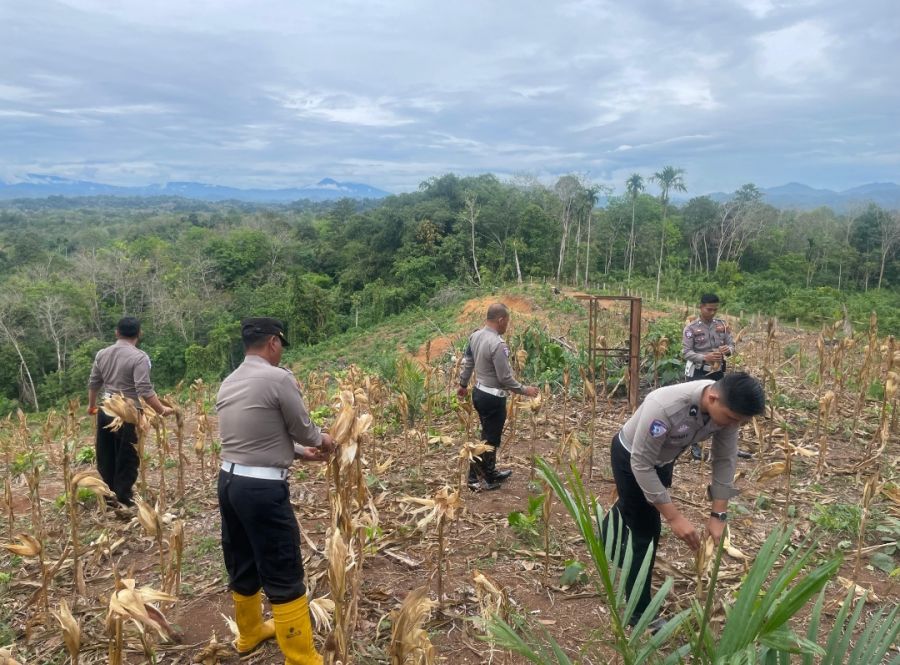 Kasat Lantas Polres Sijunjung Iptu Agung Ngurah Pimpin Panen Jagung di Lahan Ketahanan Pangan