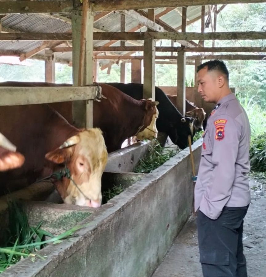 Kisah Sukses Aipda Eko Setiawan Beternak Sapi, Peliharaannya Jadi Sapi Kurban Presiden Prabowo 