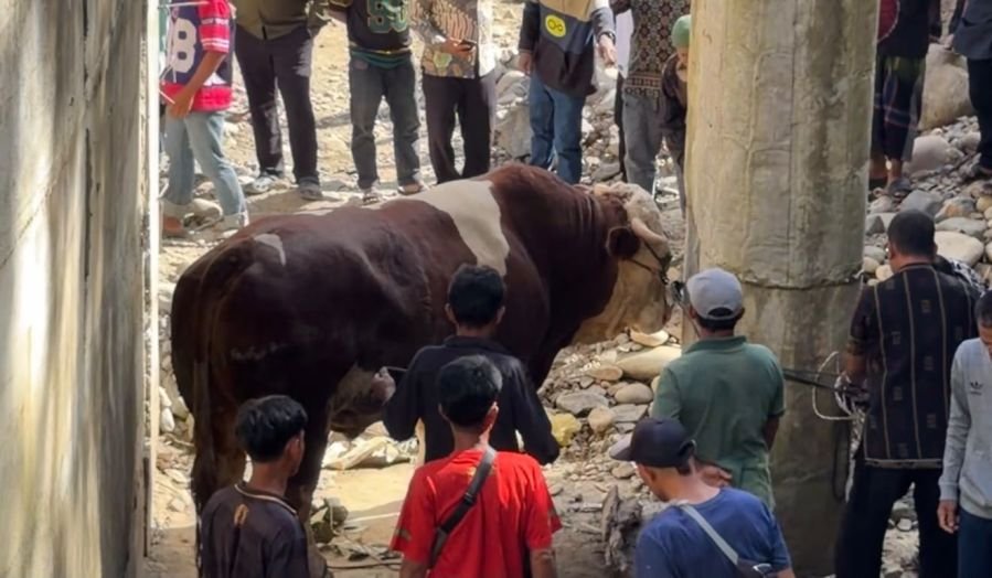 Lambo, Sapi Kurban 1,2 Ton Milik Wagub Sumbar Hebohkan Warga Pelosok Pasaman