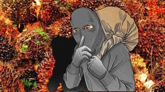 Marak Ninja Sawit di Dharmasraya Petani Sawit Mengeluh
