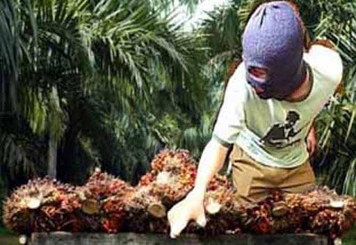 Ninja Sawit Kembali Beraksi di Dharmasraya, Pelaku Bebas karena Tipiring