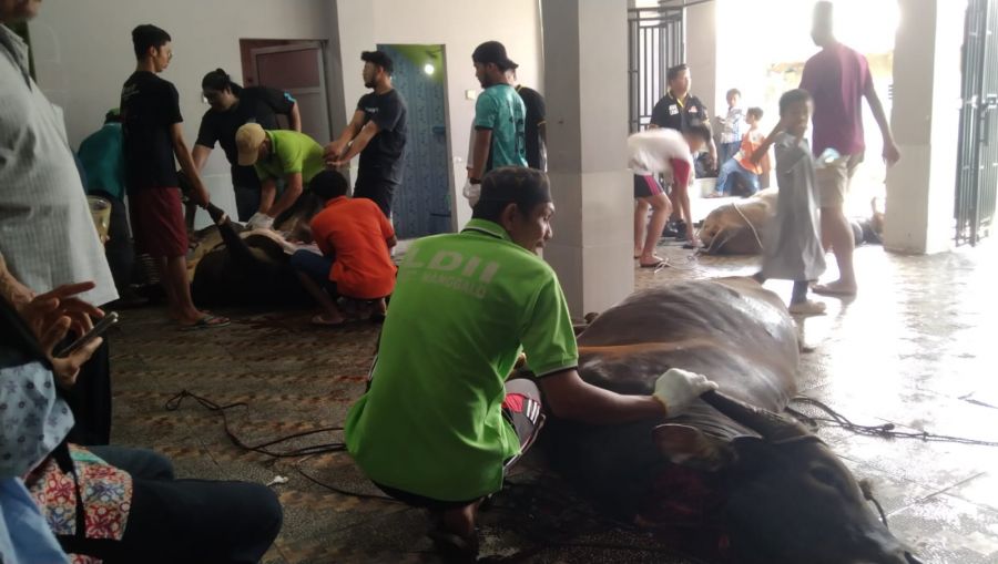 PC LDII Nanggalo Laksanakan Qurban 3 Ekor Sapi: Wujud Kebersamaan dan Kekompakan Jamaah