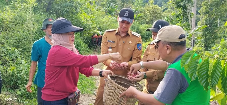 Pengembangan Kopi Robusta Menjadi Fokus Sawahlunto 