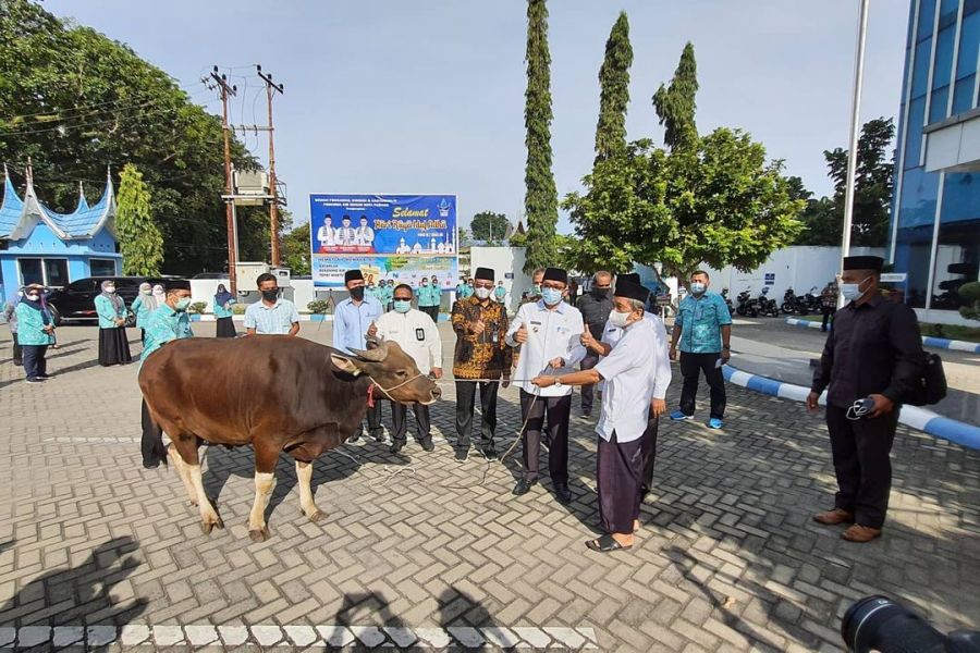 Idul Adha 1442 H, Perumda Air Minum Kota Padang Serahkan Hewan Qurban 42 Ekor Sapi dan 30 Kambing