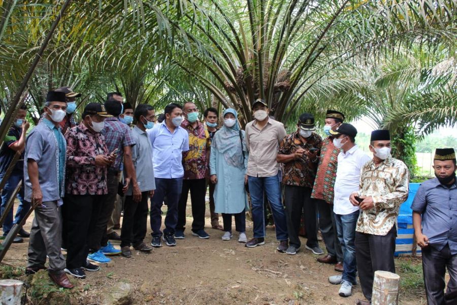 Pesisir Selatan Jadi Daerah Prioritas Peremajaan Sawit Rakyat (PSR)
