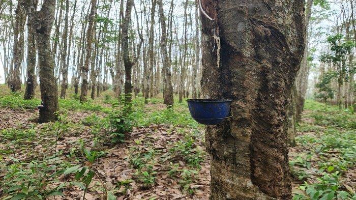 Petani Dharmasraya Terancam: Maraknya Pencurian Sawit dan Karet Rugikan Warga
