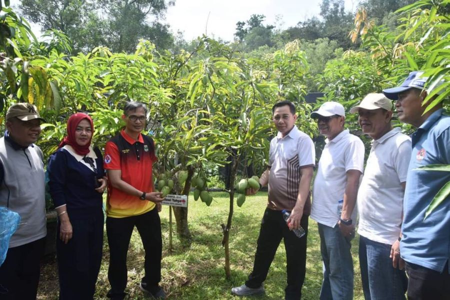 Pj Wako Sawahlunto Tinjau Kebun Buah Agroeduwisata Kandi