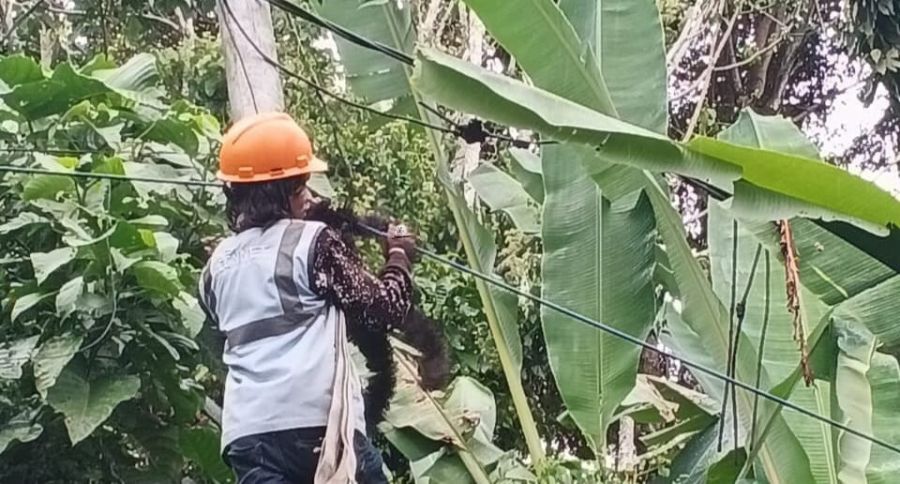 PLN Icon Plus Lakukan Pemeliharaan Rutin Jaringan Fiber Optik di Kabupaten Agam