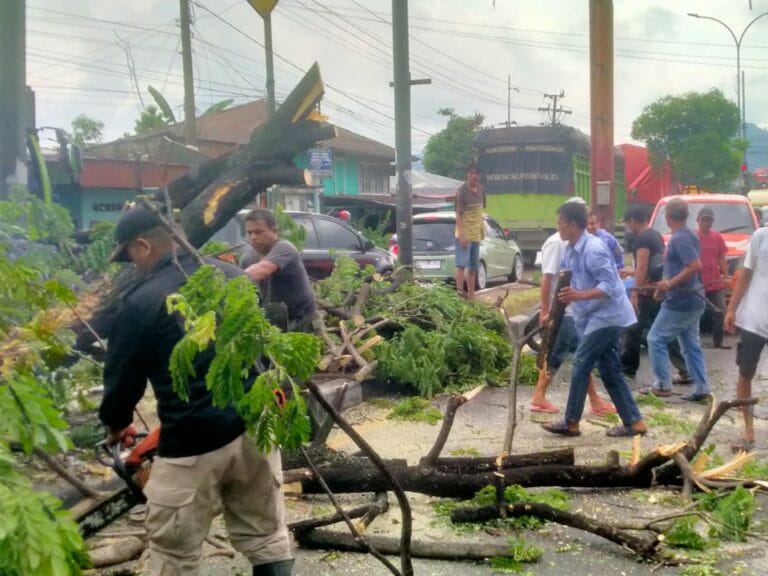 Pohon Tumbang Akibat Ditabrak Mobil, Sempat Hambat Akses Jalan
