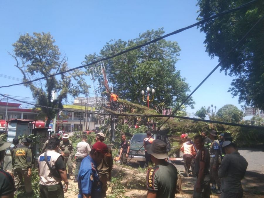 Pohon Tumbang di Padang, Tutup Akses Jalan dan Timpa 2 Mobil