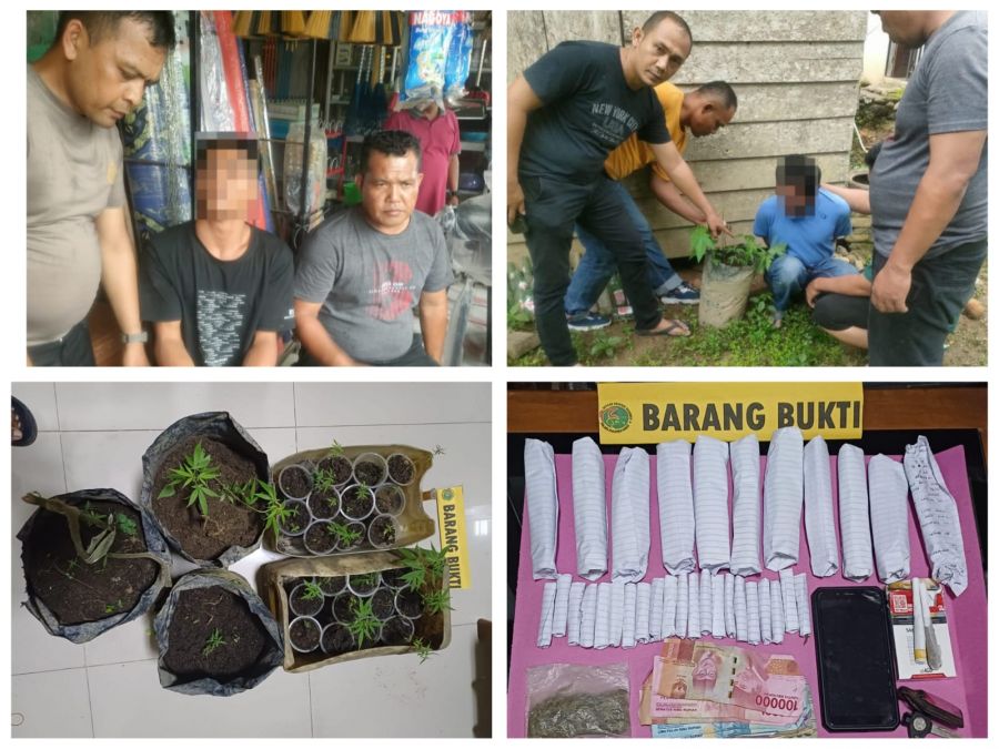 Polres Pasaman Barat Ungkap Kasus Penanaman Puluhan Batang Ganja di Kecamatan Ranah Batahan