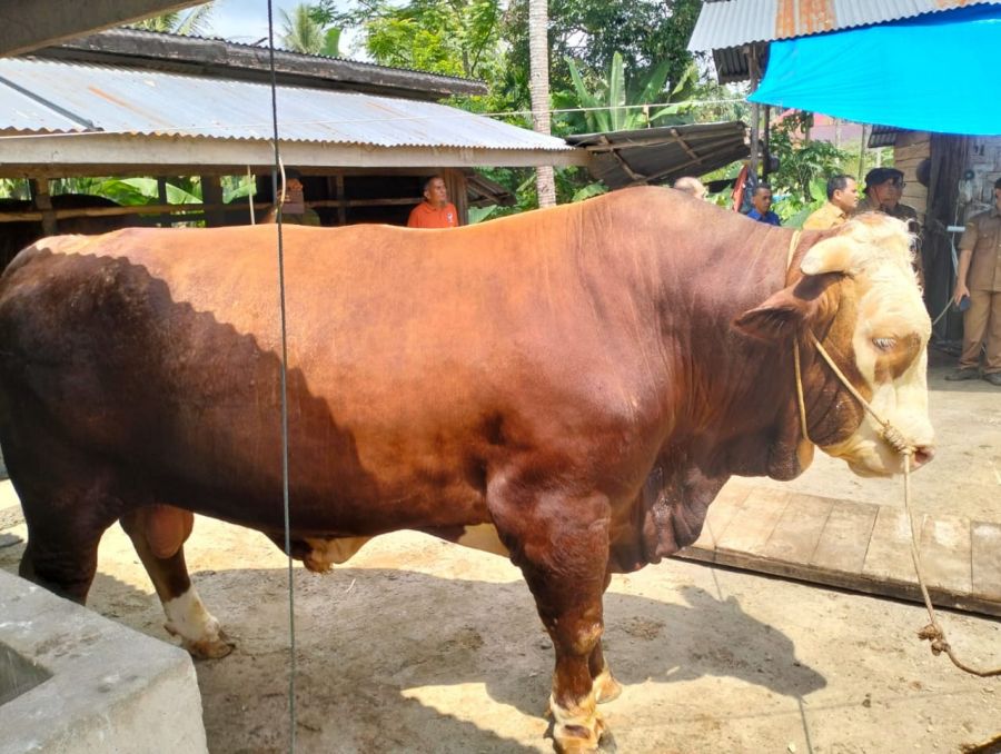 Presiden Berkurban Sapi Seberat 1 ton Lebih di Sumbar