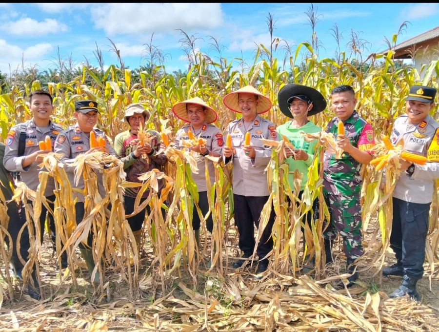 Program Gugus Tugas Ketahanan Pangan Polda Jambi Sukses Panen Jagung di 6 Polres 