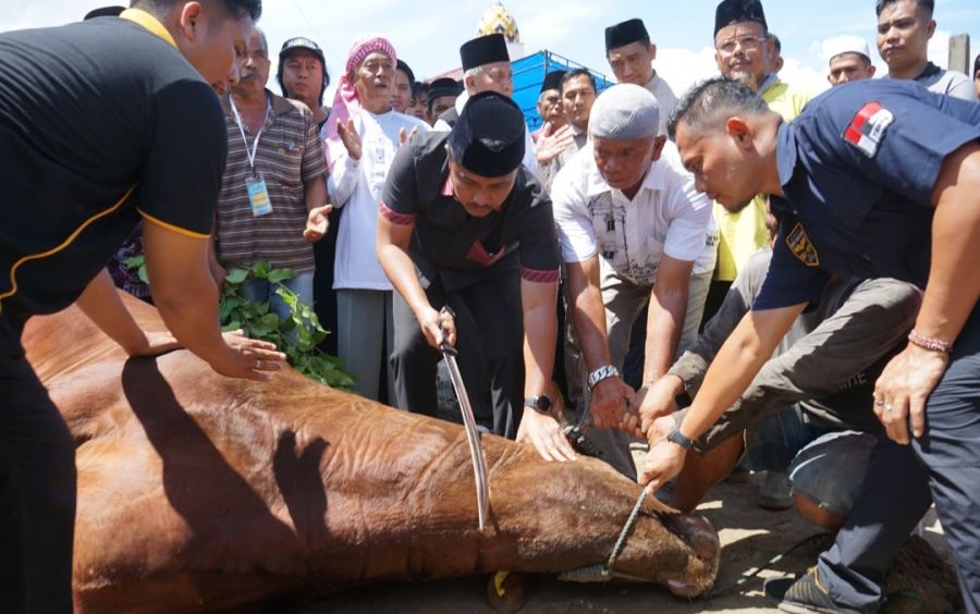 Sapi Kurban Presiden untuk Perti Sumbar, Wagub Vasko Ikuti Prosesi Pemotongan di Ponpes Minangkabau