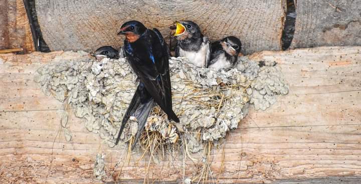 Sarang Burung Walet Seharusnya Jauh dari Pemukiman Warga 