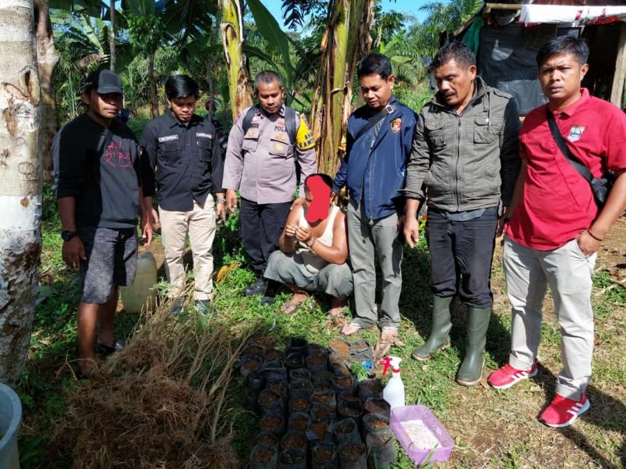 Satnarkoba Polres Pasbar Tangkap Petani Tanam Ganja di Kajai 