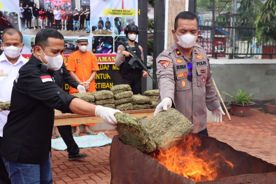 Satresnarkoba Polres Pasaman Musnahkan 20 Paket Ganja