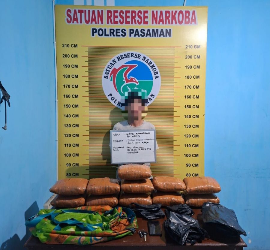 Satresnarkoba Polres Pasaman Tangkap Tersangka Penyalahguna Narkotika, Amankan 11 Paket Besar Ganja