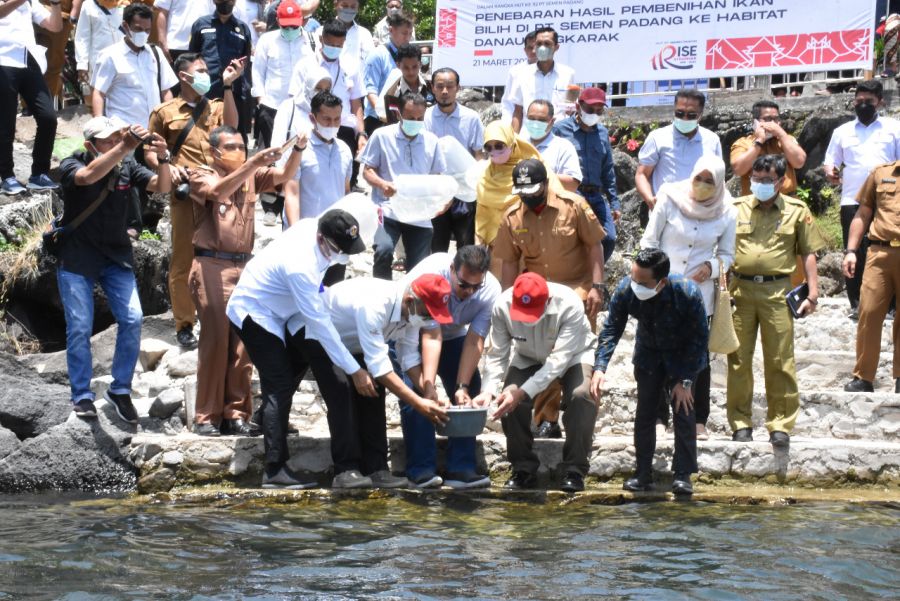 Selamatkan Dari Kepunahan, Gubernur Sumbar Lepas 4 Ribu Ikan Bilih Hasil Pembenihan PT. Semen Padang