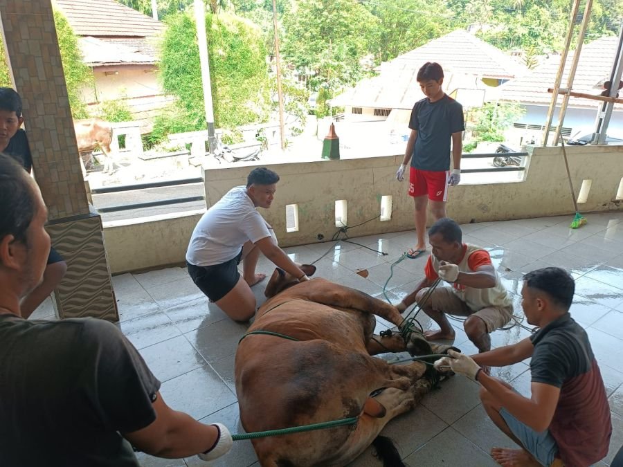 Semangat Idul Adha, Masjid Uswatun Hasanah LDII Kota Sawahlunto Sembelih 10 Sapi dan 4 ekor Kambing