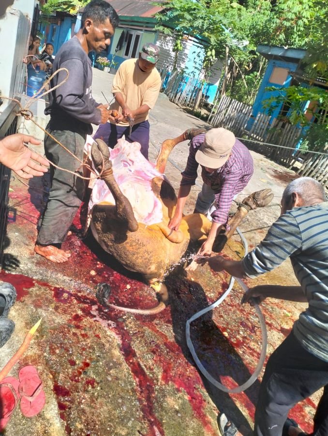 Surau Darussalam Lubuk Lunang Kembali Adakan Penyembelihan Hewan Qurban