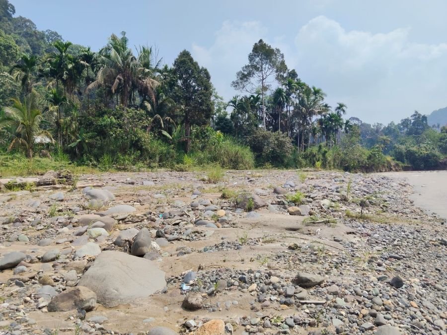 Tak Cukup Tanam, Gerakan Adopsi Pohon Digagas untuk Selamatkan DAS Sianok