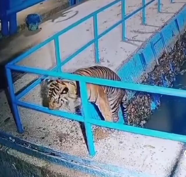 Viral Harimau Berkeliaran di Saluran Bendungan Air di Pasaman