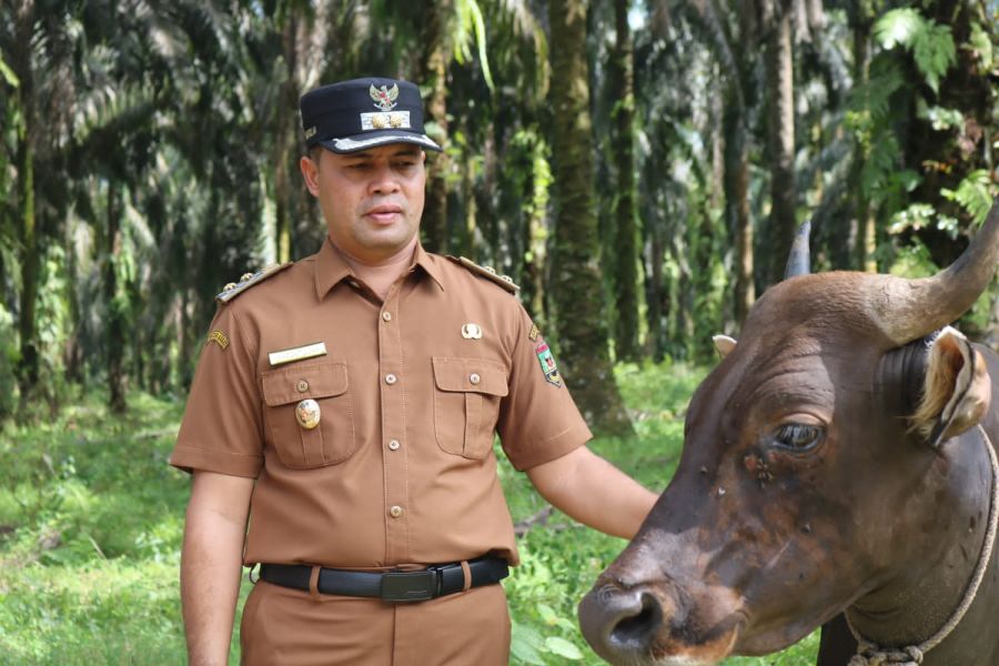 Wakil Bupati Canangkan Vaksinasi PMK pada Ternak di Kabupaten Sijunjung