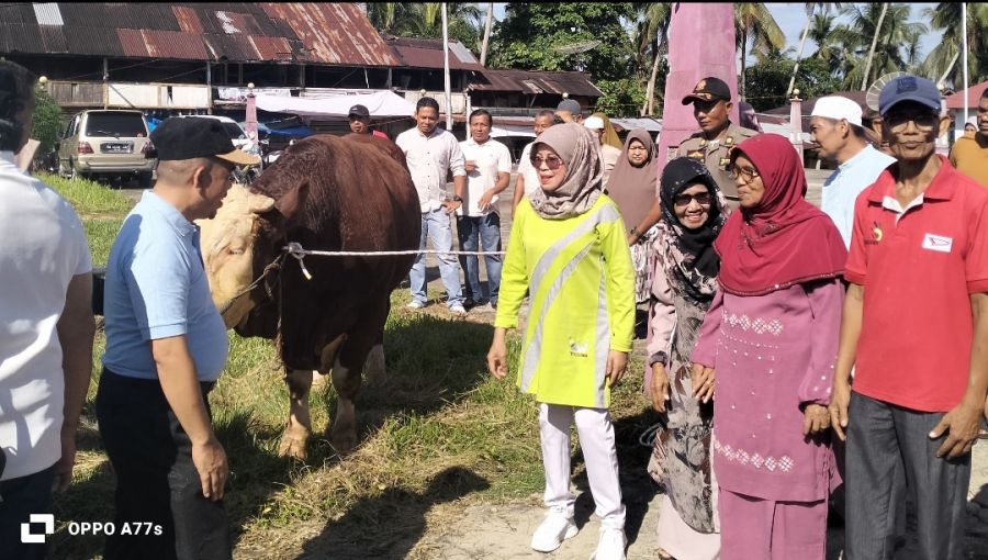 Wakil Bupati Dharmasraya Serahkan Sapi Kurban Presiden RI seberat 1,2 Ton di Jorong Pasar Lama