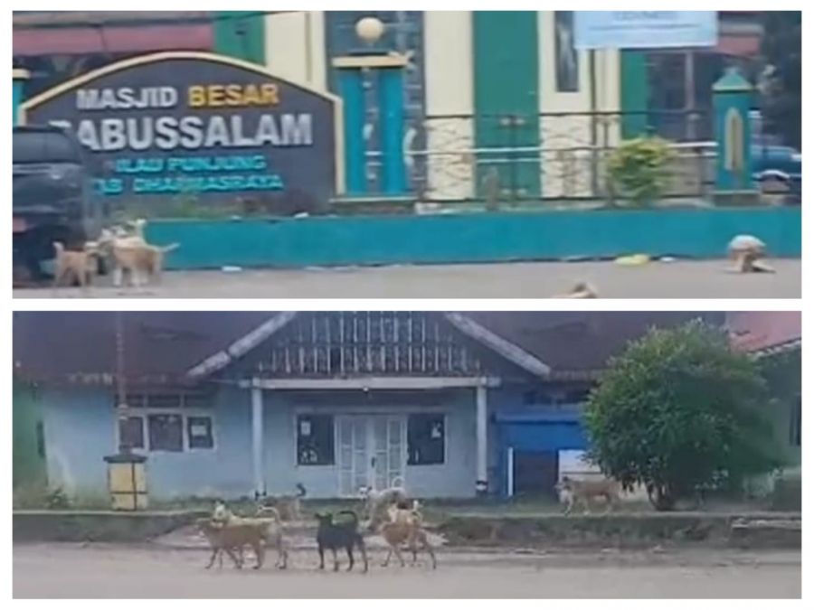Warga IV Koto Pulau Punjung Resah, Anjing Liar Berkeliaran di Permukiman dan Sekitar Pasar